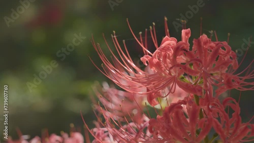 cluster amaryllis③
