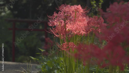 彼岸花【Torii and red spider lily】