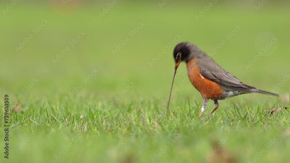 Medium shot of an American Robin, Turdus migratorius, listening and then pulling up a worm and eating it from a green lawn. Early bird gets the worm. Medium shot of an American Robin, Turdus migratorius, listening and then pulling up a worm and eating it from a green lawn. Early bird gets the worm.