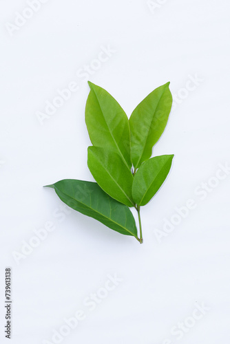 Bay leaves on a white background  bay leaves are an alternative ingredient for traditional medicine  cooking ingredients