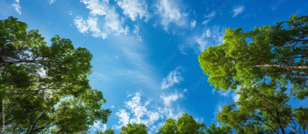 Gazing up at the sky through the canopy of trees on a sunny day reveals a picturesque natural landscape with cumulus clouds and an electric blue sky Gazing up at the sky through the canopy of trees on a sunny day reveals a picturesque natural landscape with cumulus clouds and an electric blue sky