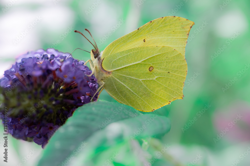 Butterfly on lavender close-up on a blurred blue background.Fragrant lavender and insects. Yellow butterfly on a purple flower.Nature beautiful background.Pollen collection process Butterfly on lavender close-up on a blurred blue background.Fragrant lavender and insects. Yellow butterfly on a purple flower.Nature beautiful background.Pollen collection process