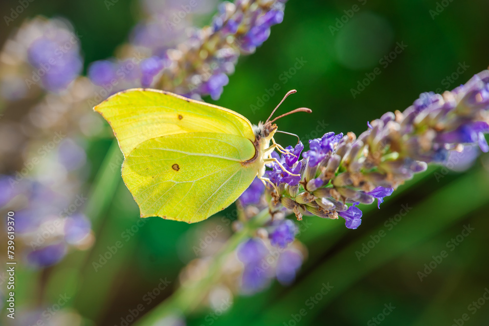 Butterfly on lavender close-up on a green background.Fragrant lavender and insects. Yellow butterfly on a purple flower.Nature beautiful background.Pollen collection process Butterfly on lavender close-up on a green background.Fragrant lavender and insects. Yellow butterfly on a purple flower.Nature beautiful background.Pollen collection process