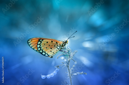 An Orange Butterfly Acraea terpsicore photo