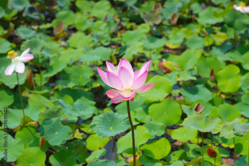 Pink lotus flower blooming in pond with green leaves. Lotus lake, beautiful nature background. Pink lotus flower blooming in pond with green leaves. Lotus lake, beautiful nature background.