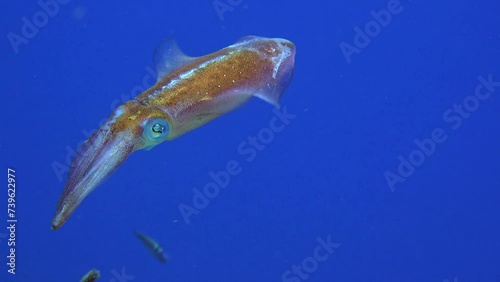 Dance of the squid (Sepiotheutis lessoniana), close-up, couple, eye, Caribbean, Curacao photo