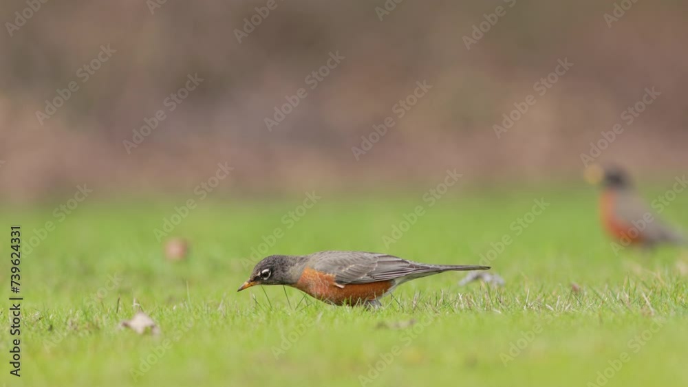 Wide shot of an American Robin, Turdus migratorius, listening and then pulling up a worm and eating it from a green lawn. Early bird gets the worm.