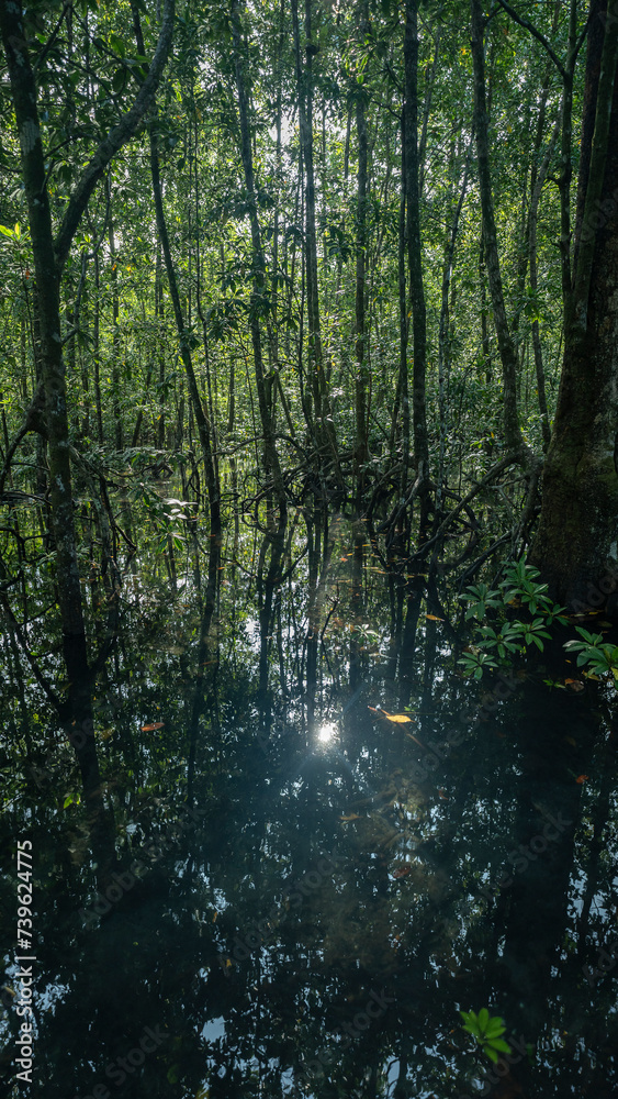 Obraz premium Tall mangrove trees let in minimal sunlight through their tropiclal foliage.