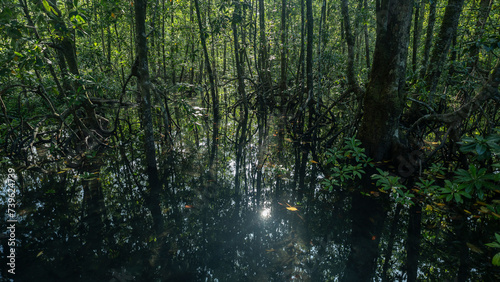Reflected sunlight on creekwater at the base of tall mangrove forest trees.