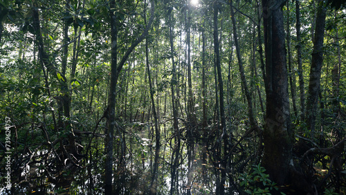 Sunlight filters through a dimly lit tidal mangrove forest. 
