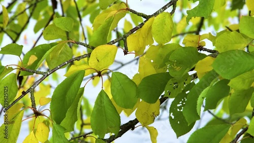 Cherry leaf spot disease or Coccomycosis caused by Blumeriella jaapii fungus. Yellow cherry leaves with brown spots. photo