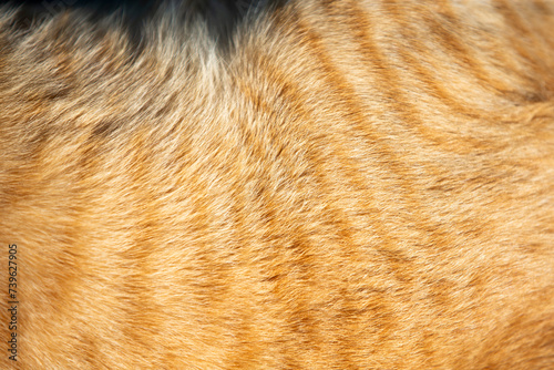 close up of a red cat's fur as an abstract background.