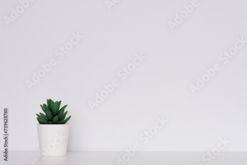 Green plant against a white wall. Minimalism