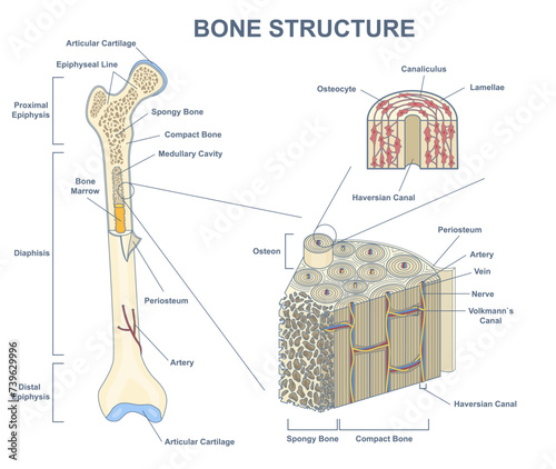 Illustration features bone cross-section with isolated outline detailed anatomical structure. Labeled educational medical depiction with distal, proximal epiphyses, view of osteon. Vector Illustration photo