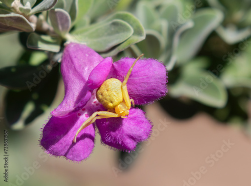 Goldenrod crab spider  Misumena vatia  awaiting prey on a flower  Mission  Texas.