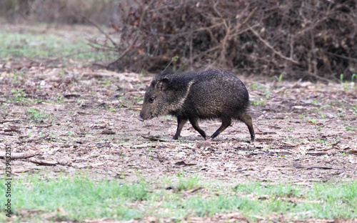The collared peccary (Dicotyles tajacu) at  Bentsen-Rio Grande Valley State Park, Texas