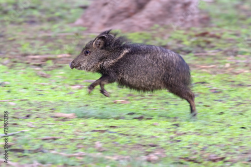 The collared peccary (Dicotyles tajacu) at  Bentsen-Rio Grande Valley State Park, Texas