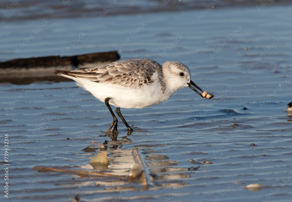 Sanderling Feeding On Shore, Galveston, Texas, USA Sanderling Feeding On Shore, Galveston, Texas, USA