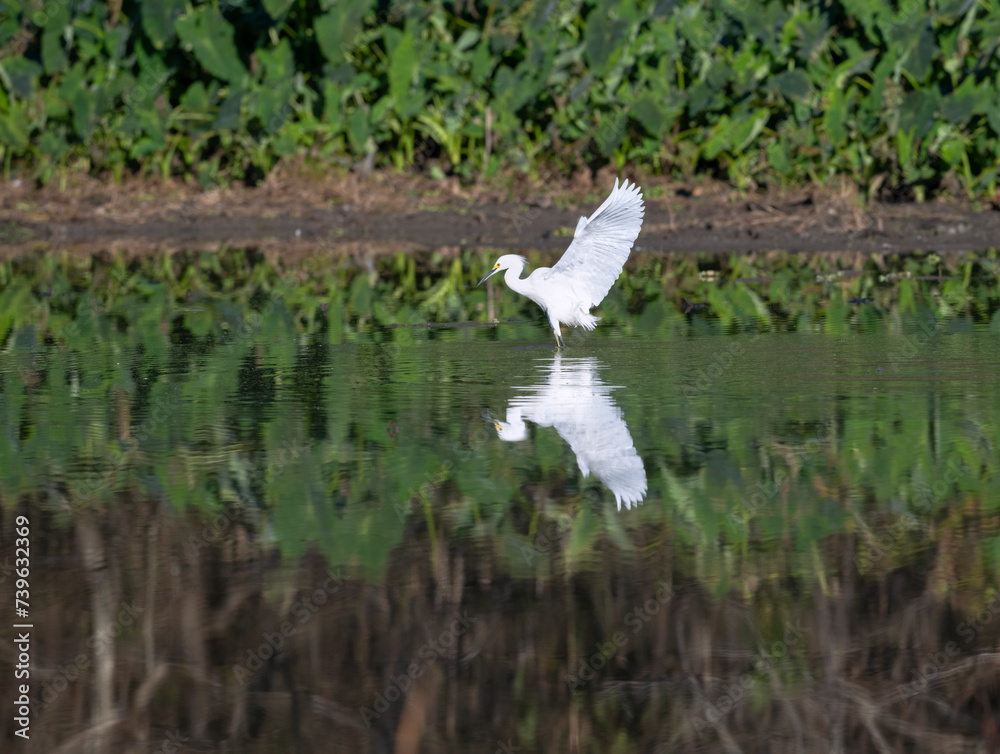 The snowy egret (Egretta thula) fishing in a lake at Cullinan Park, Texas with reflection in the water The snowy egret (Egretta thula) fishing in a lake at Cullinan Park, Texas with reflection in the water