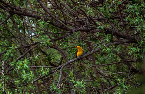 A small yellow bird sits in tall dry grass