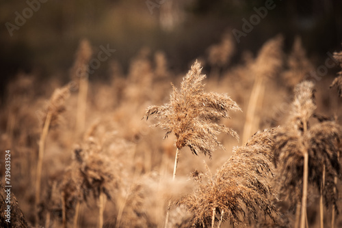 Dry reed grass in the swamp