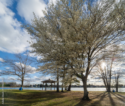 trees in the park