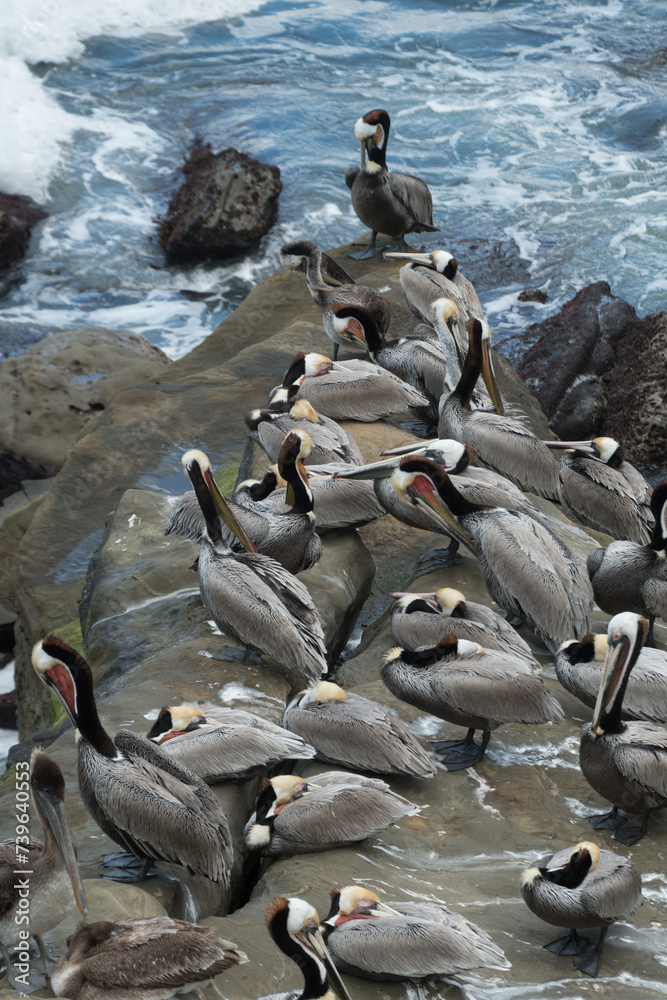 Triangle shaped flock of pelicans resting on rocks near La Jolla Cave Triangle shaped flock of pelicans resting on rocks near La Jolla Cave
