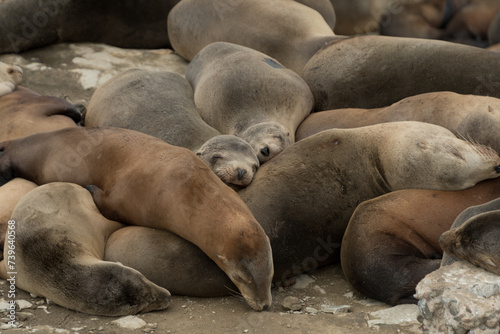 Crowded gathering of California sea lions during winter season at La Jolla Cave - 1