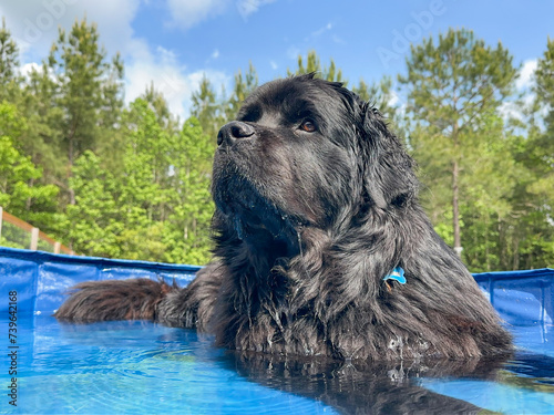 Close-up shot of a Black, Newfoundland, female dog in a small pool outside on a hot day