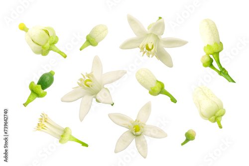 Lime or green lemon flower collection isolated on white background.