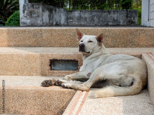 Thai dog lying on the ground. Close up. Homeless roadside dog looking something. Toned with color filter and soft noise to get old camera effect. Soft focus and blurred.