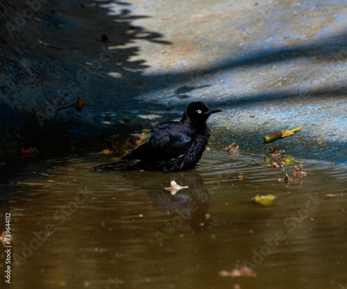 duck on the water