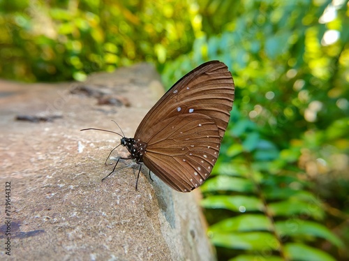 Butterfly on a Stone