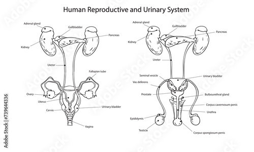 Human male and female reproductive and urinary system diagram, vector illustration