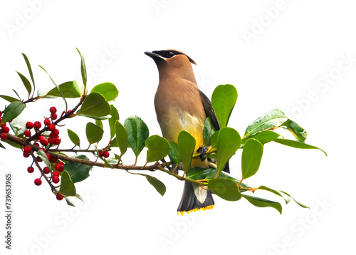 A Close-up of a Cedar Waxwing Perched on a a Holly Tree Branch photo