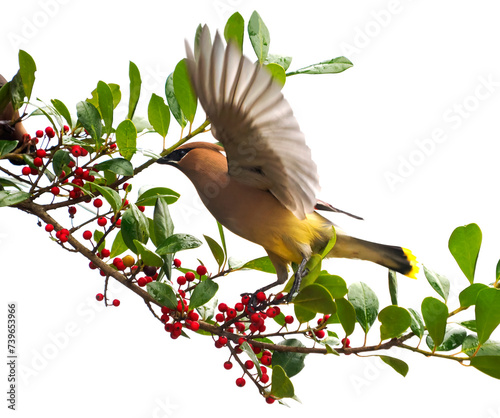 A Close-up of a Cedar Waxwing Landing on a Holly Tree Branch with a White Background