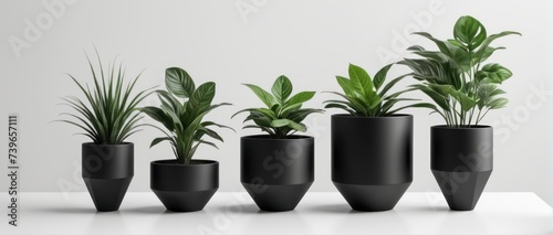 minimalist plant and pot indoor
