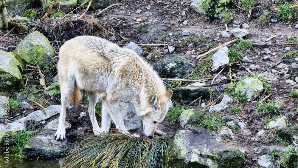 Obraz premium White arctic wolf by the stream in the forest sniffing the grass and stones
