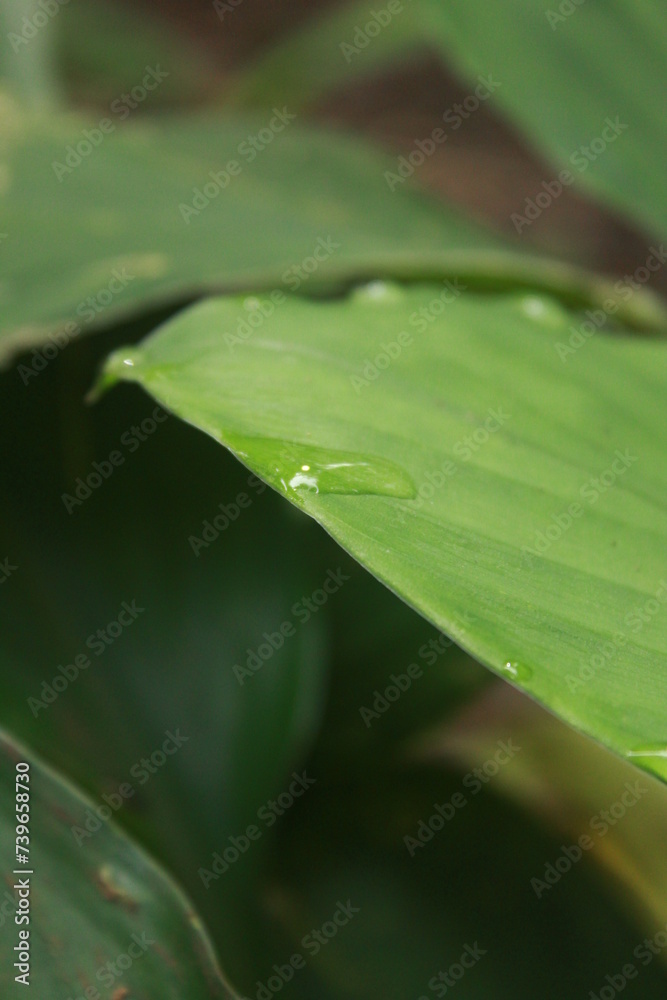 A water droplet rests delicately on the surface of a leaf A water droplet rests delicately on the surface of a leaf