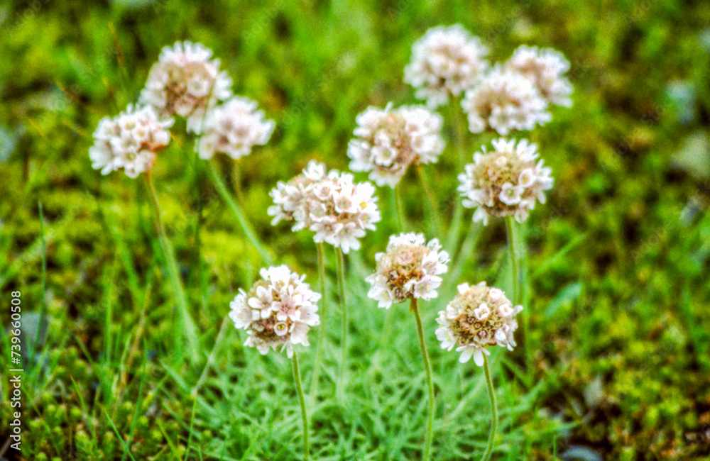 White flowers have an immaculate beauty and unearthly grace that no spring garden is complete without. White flowers are associated with purity, innocence, and perfection. White flowers have an immaculate beauty and unearthly grace that no spring garden is complete without. White flowers are associated with purity, innocence, and perfection.