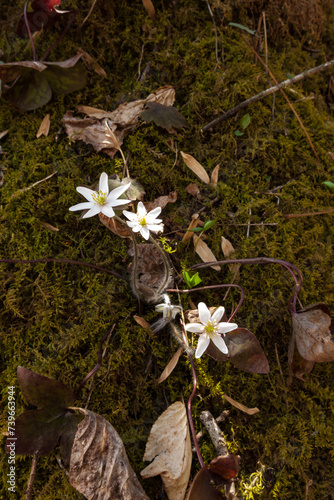 Hepatica in the Great Smoky Mountains, NC