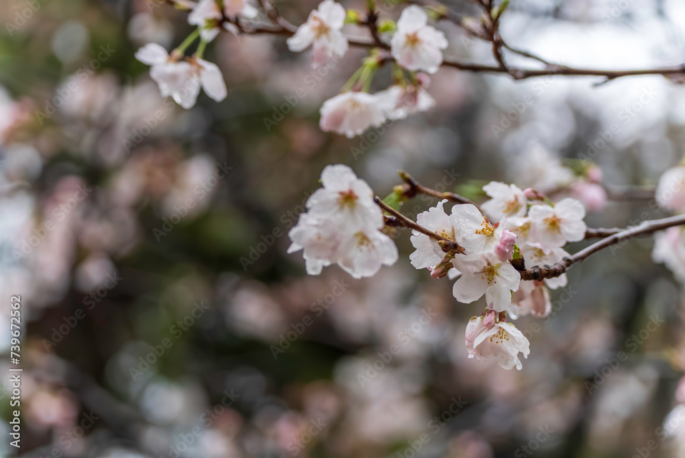 雨に濡れる桜 雨に濡れる桜