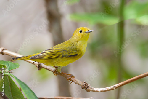 Beautiful Yellow Warbler (Dendroica petechia )female perched on a tree branch..
 photo