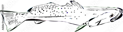 An outline of a Speckled Seatrout with some different colors