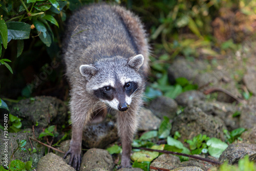 A wild raccoon is looking for food on the ground. Portrait of a wild raccoon © Andrey