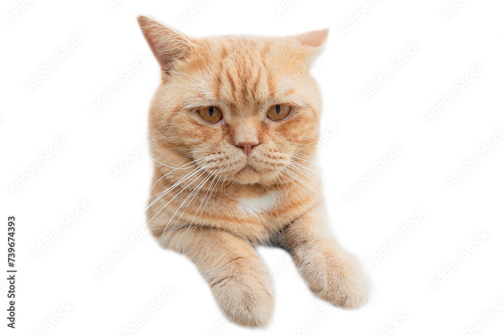 An important British cat in close-up on a white background