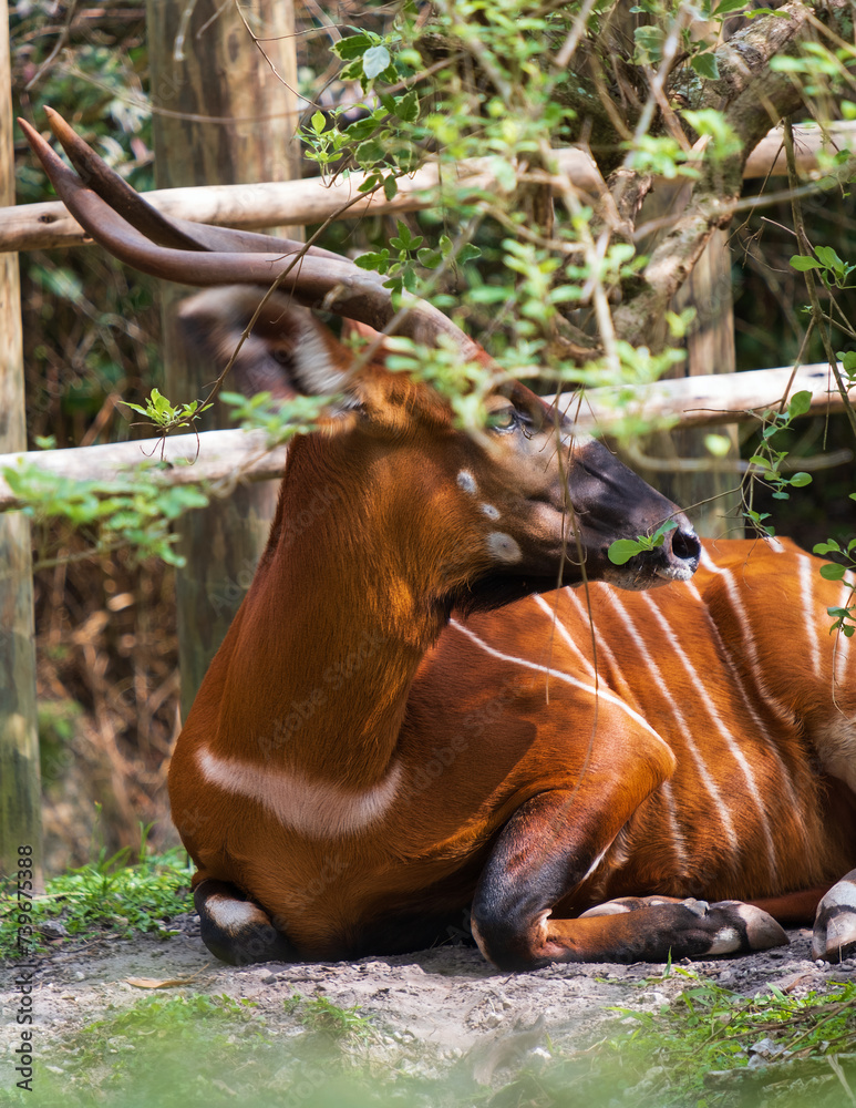 Obraz premium Antílope