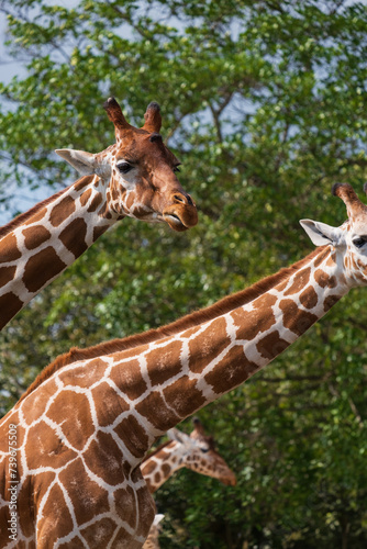 Photography portrait of a giraffe