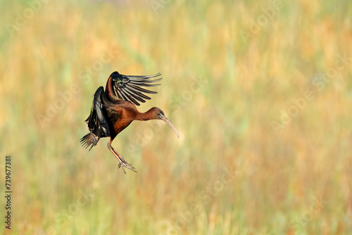 A glossy ibis (Plegadis falcinellus) in flight with open wings, South Africa.