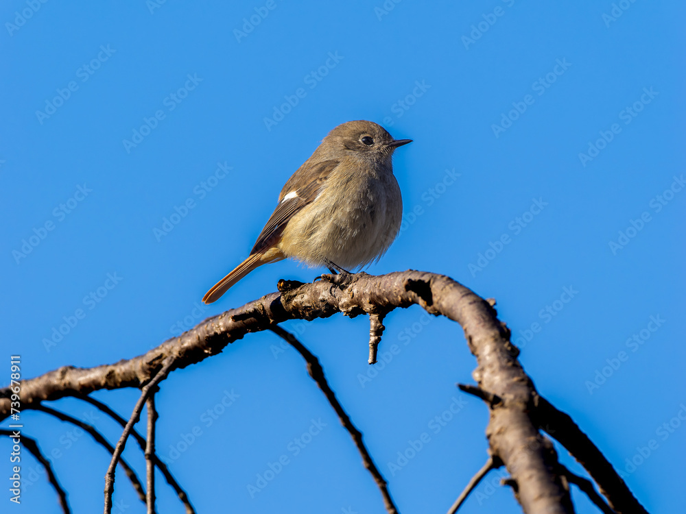 木の枝にとまるジョウビタキのメス 木の枝にとまるジョウビタキのメス
